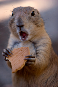 Lucky Squirrel 