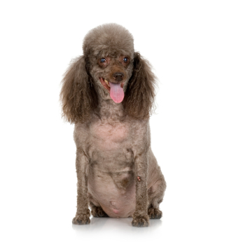 ugly dog