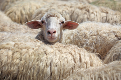sheep