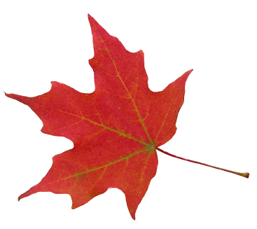 leaf