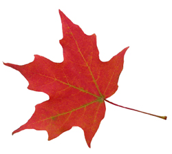 leaf