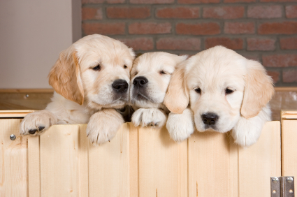 find a home