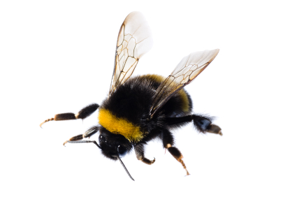 building buzz