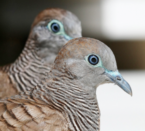 Turtle Doves and Reconsideration Requests