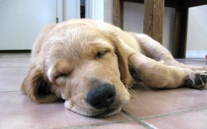 social-media-fatigue