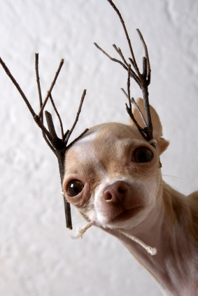 pretend reindeer Not a purple cow
